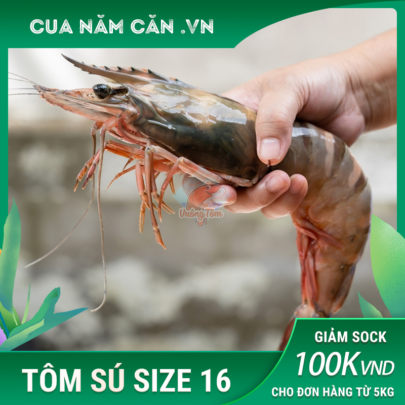 Tôm Sú Quảng Canh 16 Con/kg 1