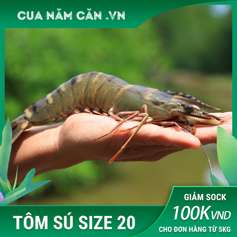 Tôm Sú Quảng Canh 20 Con/kg 1