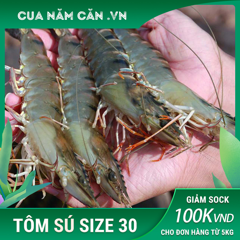 Tôm Sú Quảng Canh 30 Con/kg 1